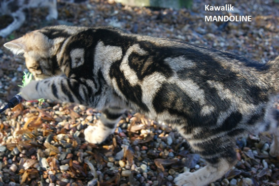 bengal marble